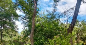 Conoce en Jardín Botánico Culiacán las plantas que deleitan tu paladar