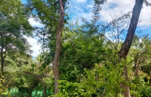 Conoce en Jardín Botánico Culiacán las plantas que deleitan tu paladar