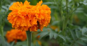 Flor de cempasúchil, legado mexicano en la celebración del Día de Muertos