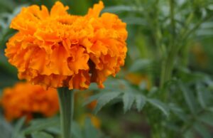 Flor de cempasúchil, legado mexicano en la celebración del Día de Muertos