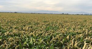 De confirmarse el pronóstico de heladas, habría daños importantes tanto a los cultivos como a la economía sinaloense, advierte investigador De confirmarse el pronóstico de heladas, habría daños importantes tanto a los cultivos como a la economía sinaloense, advierte investigador