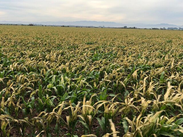 De confirmarse el pronóstico de heladas, habría daños importantes tanto a los cultivos como a la economía sinaloense, advierte investigador