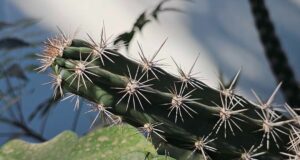 Investigadores de la UAS descubren una nueva especie de pitaya, la denominada “Castela juyyaania”