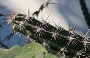 Investigadores de la UAS descubren una nueva especie de pitaya, la denominada “Castela juyyaania”