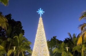 ¡Última oportunidad para adentrarte en el asombroso mundo de la Navidad en el Botánico!