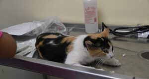 Especialista pide tomar medidas ante afectaciones que el uso de la pirotecnia provoca en las mascotas, sobre todo en el caso de los perros