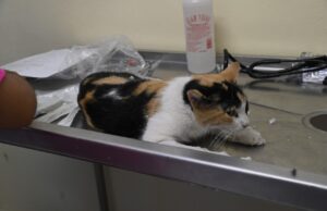 Especialista pide tomar medidas ante afectaciones que el uso de la pirotecnia provoca en las mascotas, sobre todo en el caso de los perros