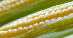 Sinaloa no corre riesgos ante disminución en siembra de maíz: Rocha Moya