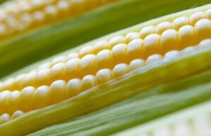 Sinaloa no corre riesgos ante disminución en siembra de maíz: Rocha Moya