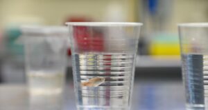 Investigadores de la UAS encuentran una especie de pez de Sinaloa que ayudaría al biológico del mosco del dengue