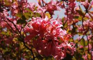 Disfruta en Jardín Botánico el despertar de la naturaleza, la estación más colorida del año