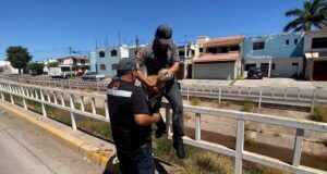 Protección Civil rescata a un perrito de un dren en la Agustina Ramírez.
