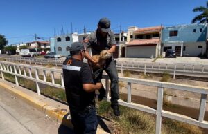 Protección Civil rescata a un perrito de un dren en la Agustina Ramírez.