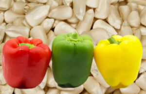 Investigadores de la UAS buscan mejorar genética del maíz y del pimiento morrón