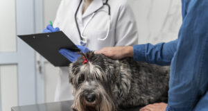 El glaucoma, una de las enfermedades más comunes en animales; de no tratarse a tiempo puede provocar ceguera debido al daño del nervio óptico