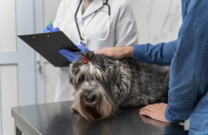 El glaucoma, una de las enfermedades más comunes en animales; de no tratarse a tiempo puede provocar ceguera debido al daño del nervio óptico