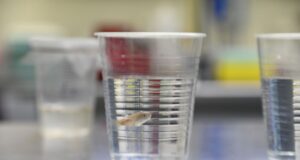 Encuentran una especie de pez endémico de Sinaloa que podría ser controlador biológico del mosquito del dengue