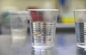 Encuentran una especie de pez endémico de Sinaloa que podría ser controlador biológico del mosquito del dengue