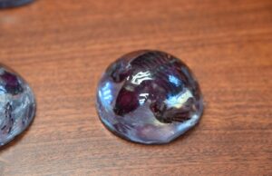 Estudiante de Biología de la UAS logra técnica para transparentar tortugas marinas, en busca de llevar a cabo investigaciones más específicas