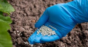 Rocha anuncia el inicio de la entrega de 105 mil toneladas de Fertilizante del Bienestar