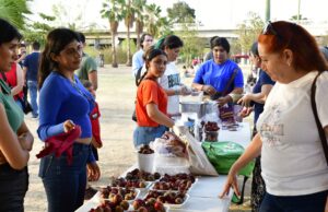 La décima edición de la Fiesta de la Pitaya se realiza con éxito