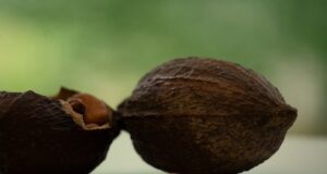 Conoce los frutos del Cacao en Jardín Botánico Culiacán