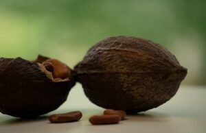 Conoce los frutos del Cacao en Jardín Botánico Culiacán