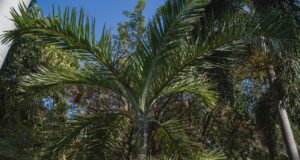 Trabaja Jardín Botánico Culiacán en la reproducción de palmas mexicanas