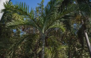 Trabaja Jardín Botánico Culiacán en la reproducción de palmas mexicanas