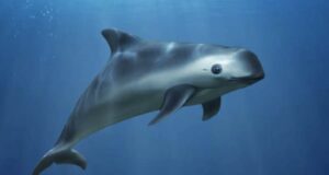 La Vaquita Marina, el único mamífero marino de origen mexicano está al borde de la extinción
