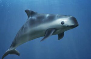La Vaquita Marina, el único mamífero marino de origen mexicano está al borde de la extinción