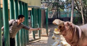 Fallece Kathie, la icónica hipopótamo del Zoológico de Culiacán, a los 50 años