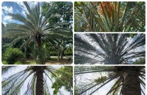 Conoce el “Árbol de la Vida” en el Jardín Botánico Culiacán, la palma datilera