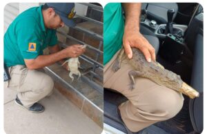 Quería una tortillita… atrapan a cocodrilo en una tortillería de Culiacán