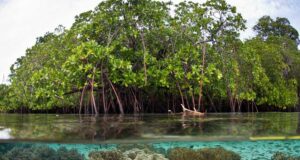 La vegetación costera es relevante para Sinaloa en reducción de ventiscas provocadas por los ciclones o huracanes