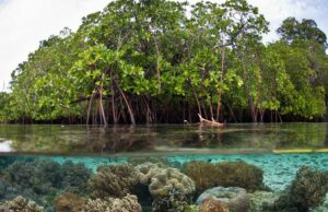 La vegetación costera es relevante para Sinaloa en reducción de ventiscas provocadas por los ciclones o huracanes