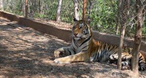 Tigresa rescatada en Sinaloa está en cuarentena recuperándose en el Santuario Ostok