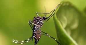En 2024 han aumentado en mil 600 por ciento casos de dengue en Sinaloa