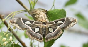 Falta de lluvia provoca que mariposa ‘cuatro espejos’ disminuya producción de larvas
