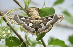 Falta de lluvia provoca que mariposa ‘cuatro espejos’ disminuya producción de larvas