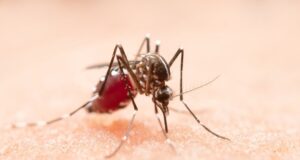 Exhorta Salud a los sinaloenses a contribuir en erradicación de casos de Dengue