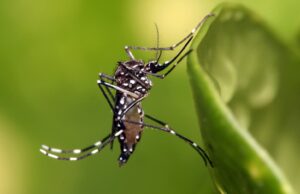 Investigadores de la UAS investigan relación entre tamaño del mosquito y casos de dengue en aumento