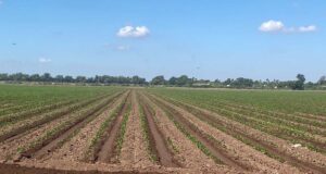 Falta de agua y estrés hídrico dificultan el próximo ciclo agrícola en Sinaloa