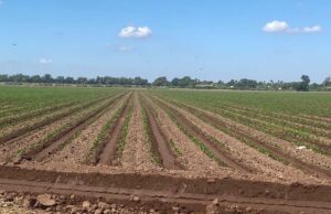 Falta de agua y estrés hídrico dificultan el próximo ciclo agrícola en Sinaloa