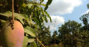 Así es cómo los huertos de mangos han mejorado la biodiversidad de Escuinapa