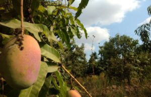Así es cómo los huertos de mangos han mejorado la biodiversidad de Escuinapa
