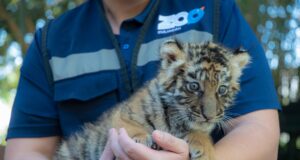 Zoológico de Culiacán celebra nacimiento de nuevo integrante: tigre de bengala