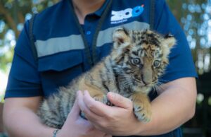 Zoológico de Culiacán celebra nacimiento de nuevo integrante: tigre de bengala