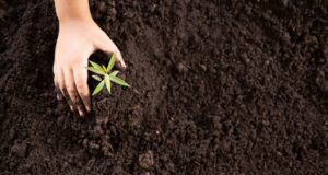 95% de los alimentos provienen del suelo, de ahí la necesidad de su cuidado, conservación y sostenibilidad