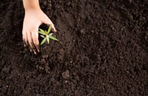 95% de los alimentos provienen del suelo, de ahí la necesidad de su cuidado, conservación y sostenibilidad